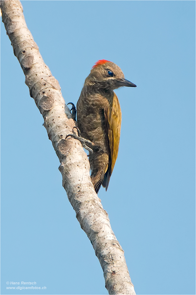 little-Woodpecker