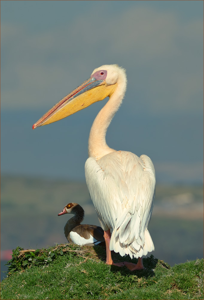 Pelikan mit Nilgans