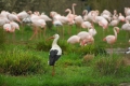 Was sucht den der Storch bei den Flamingos?