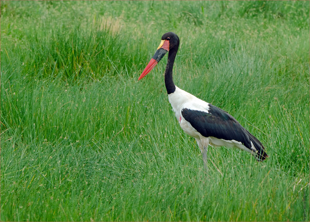 Sattelstorch