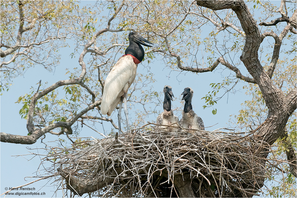 Jabiru