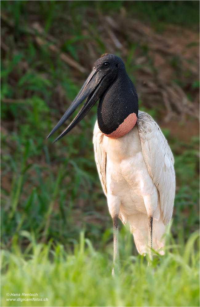 Jabiru