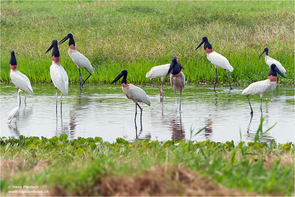 Jabiru