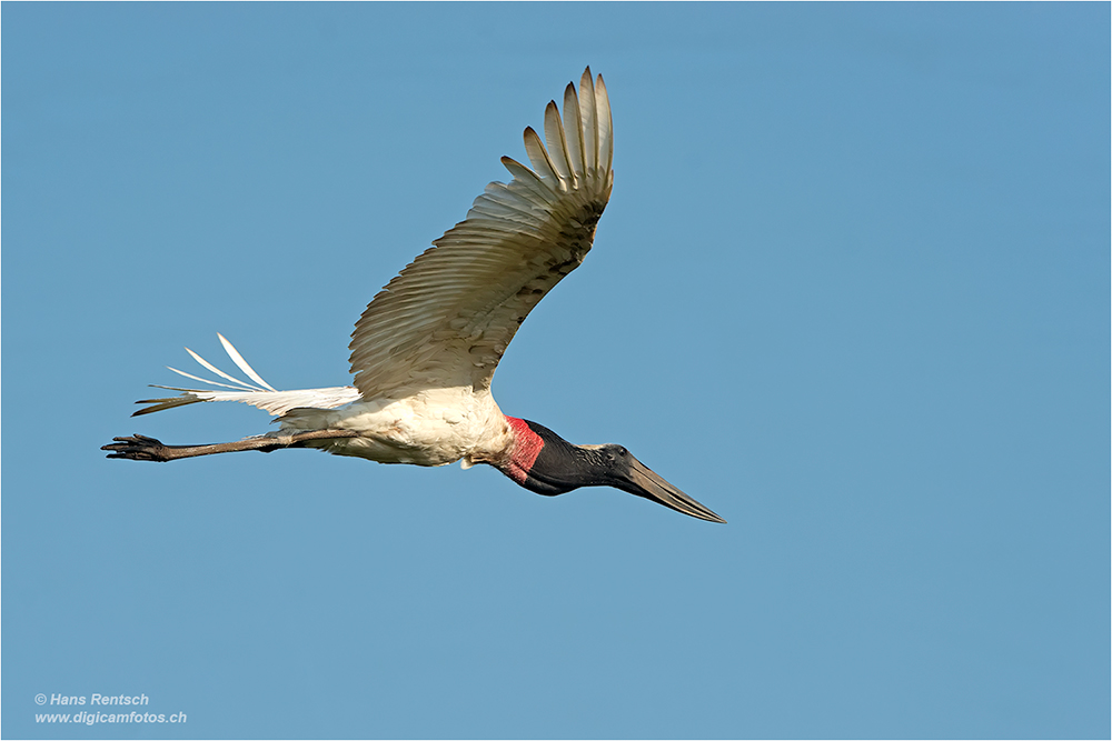 Jabiru