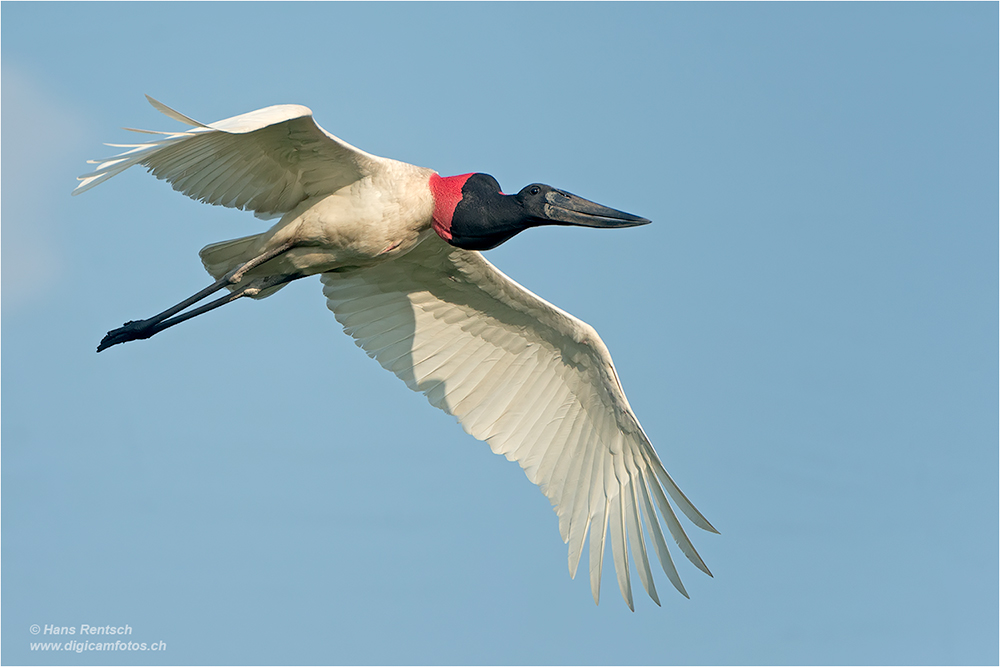 jabiru