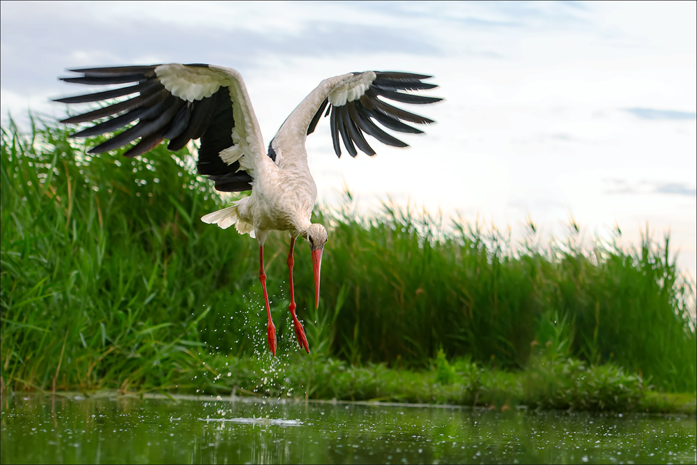 Storch