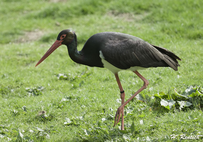 Schwarzer Storch