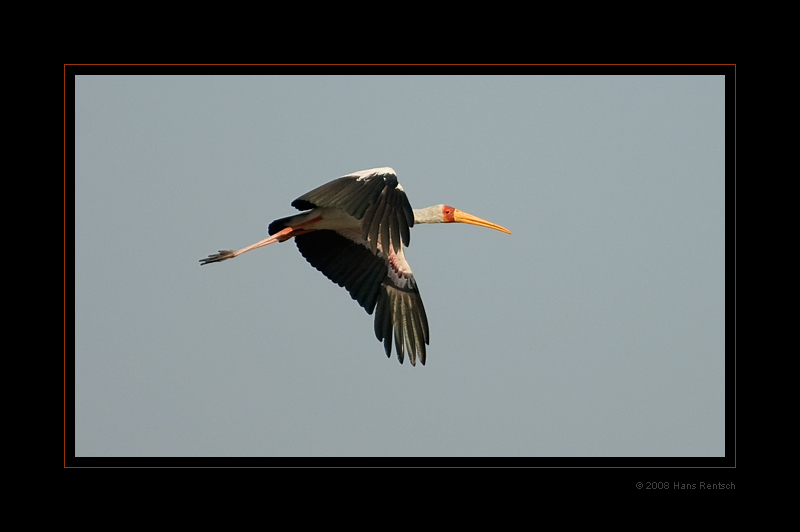 Gelbschnabelstorch