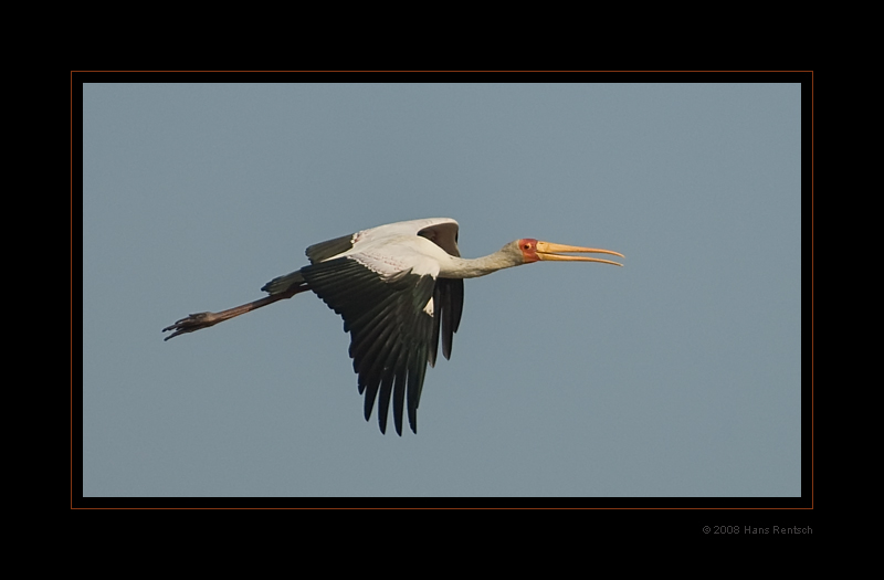 Gelbschnabelstorch