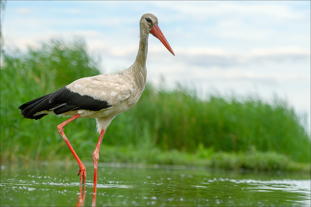 Storch