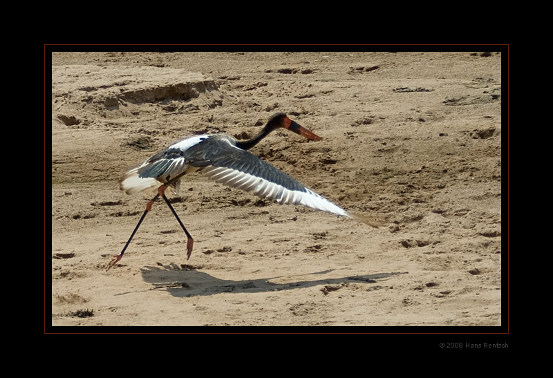 Sattelstorch