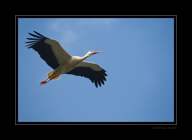 Storch