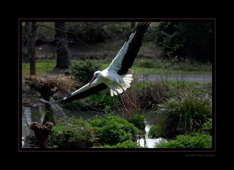 Storch im Flug