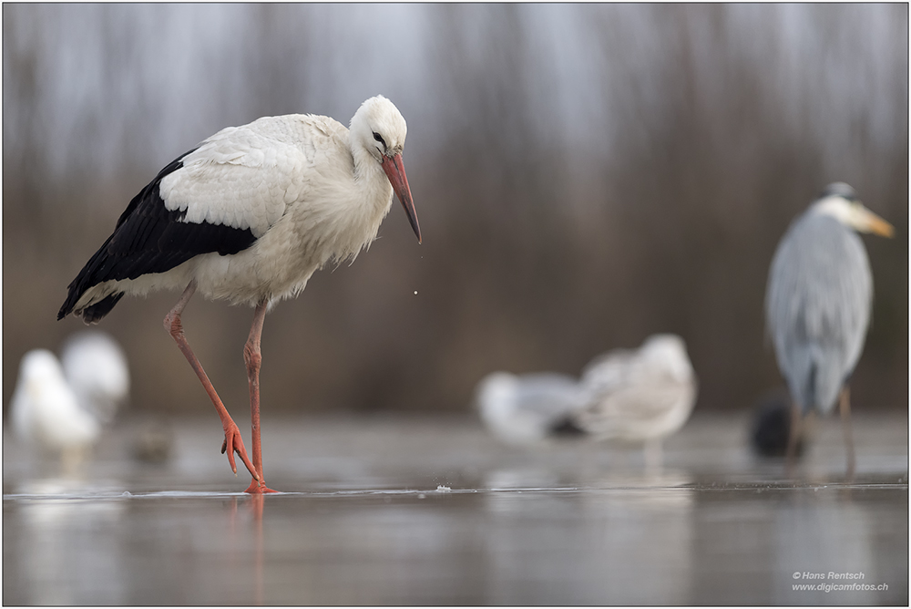 Weissstorch