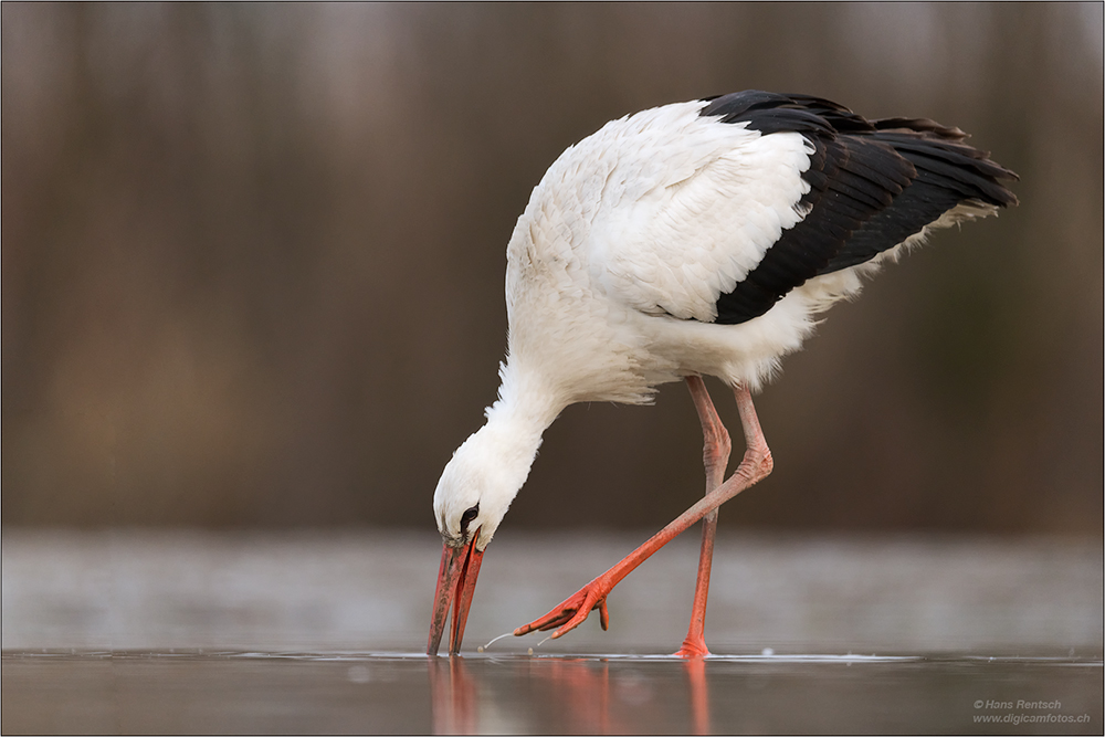 Weissstorch