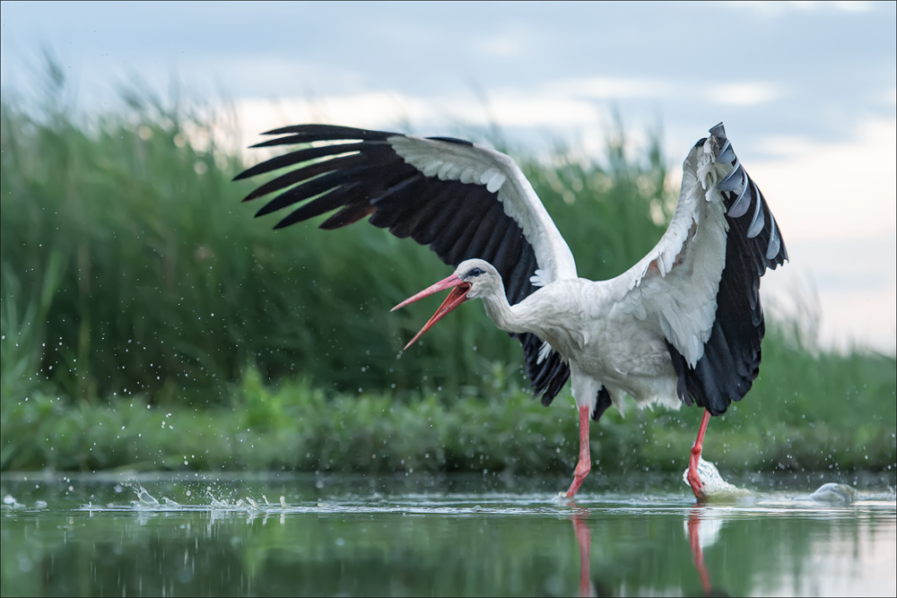 Storch