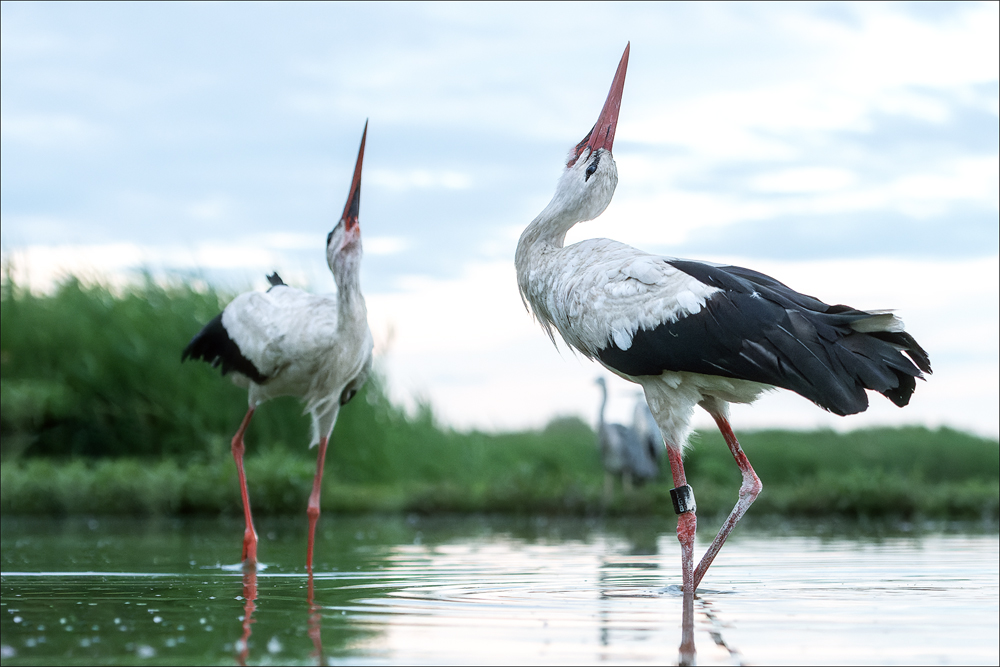 Storch