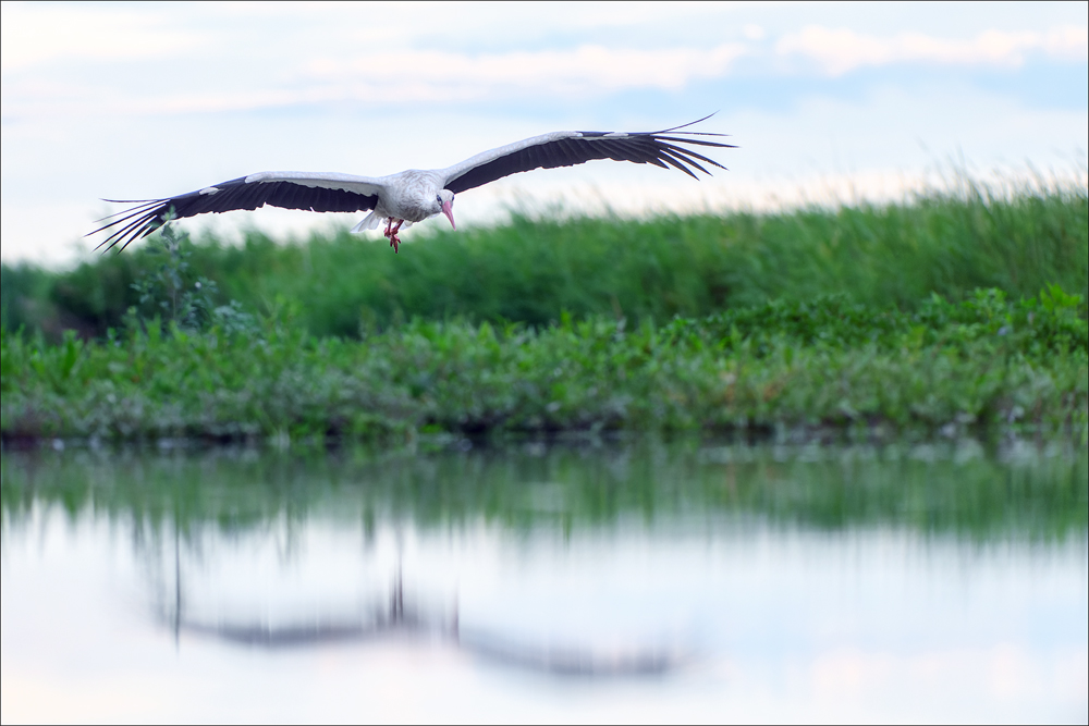 Storch