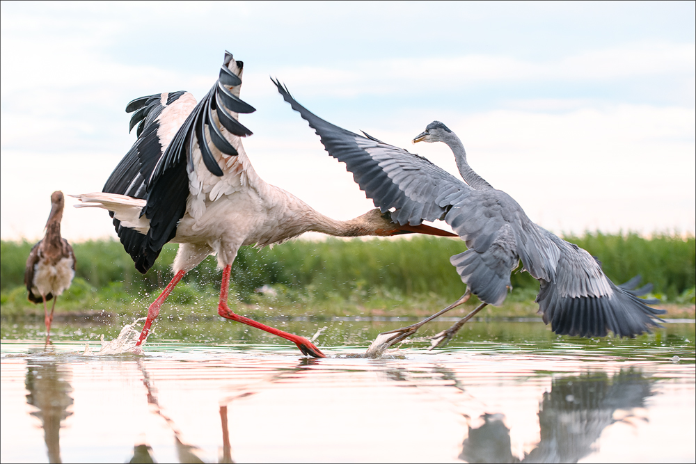 Storch & Graureiher