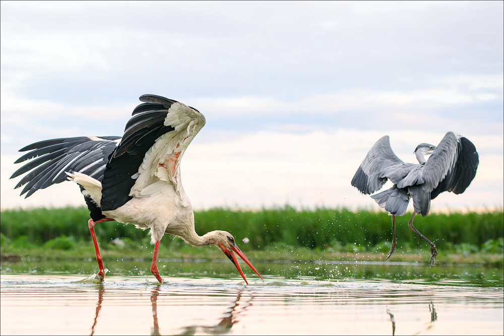 Storch & Graureiher