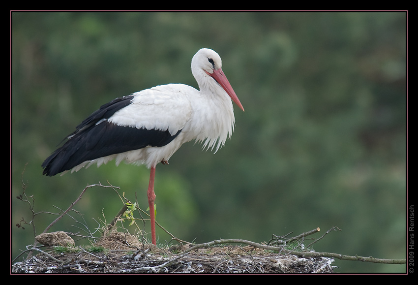 Storch