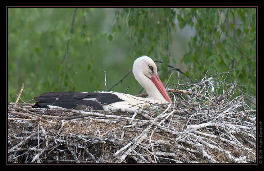 Storch