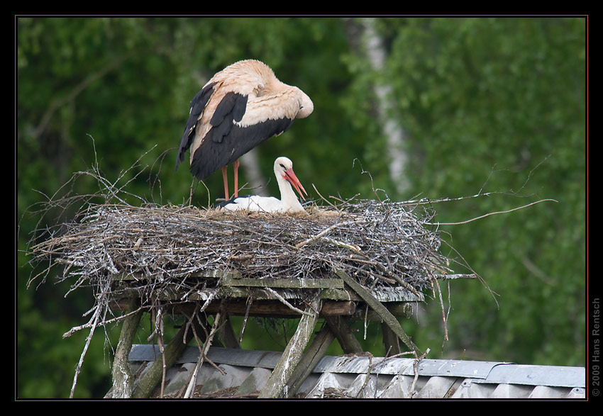 Storch