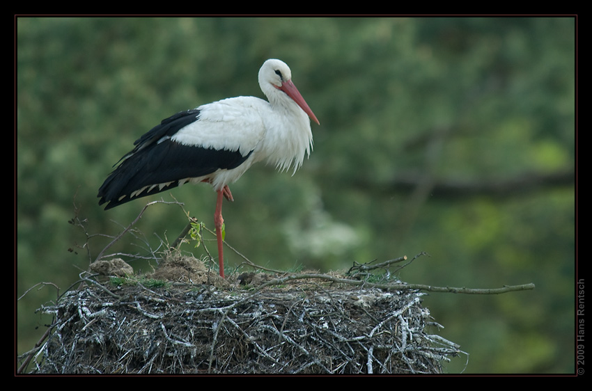 Storch