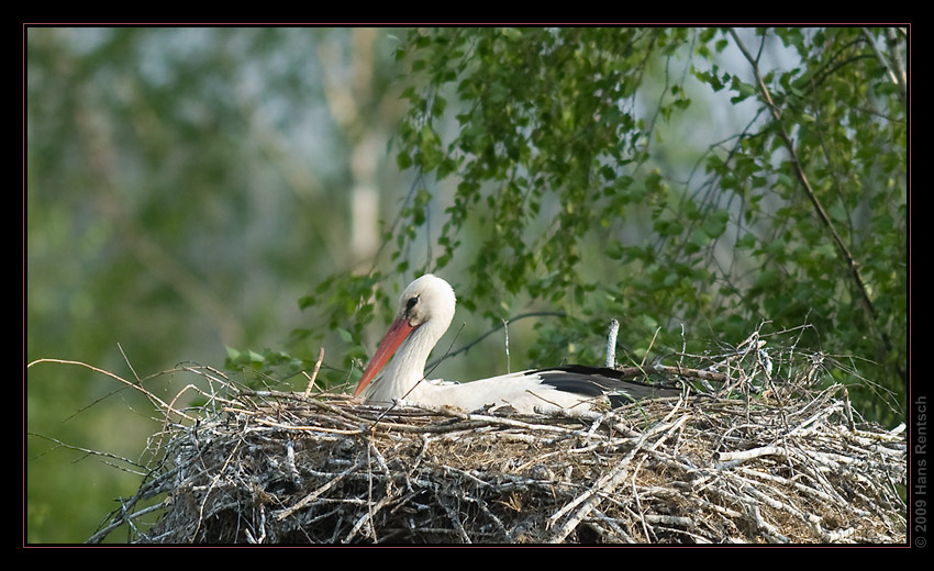 Storch