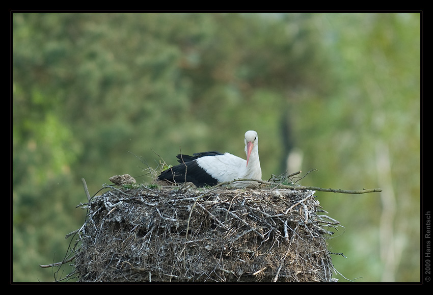 Storch