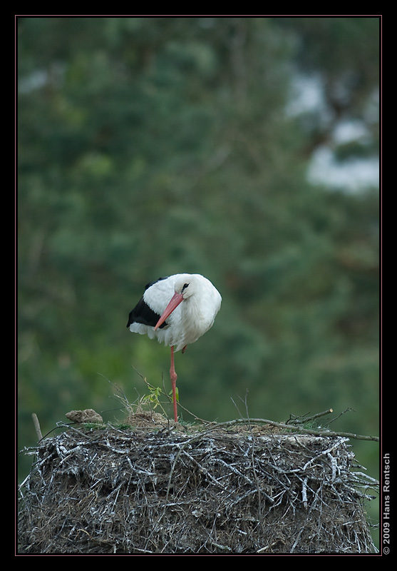 Storch