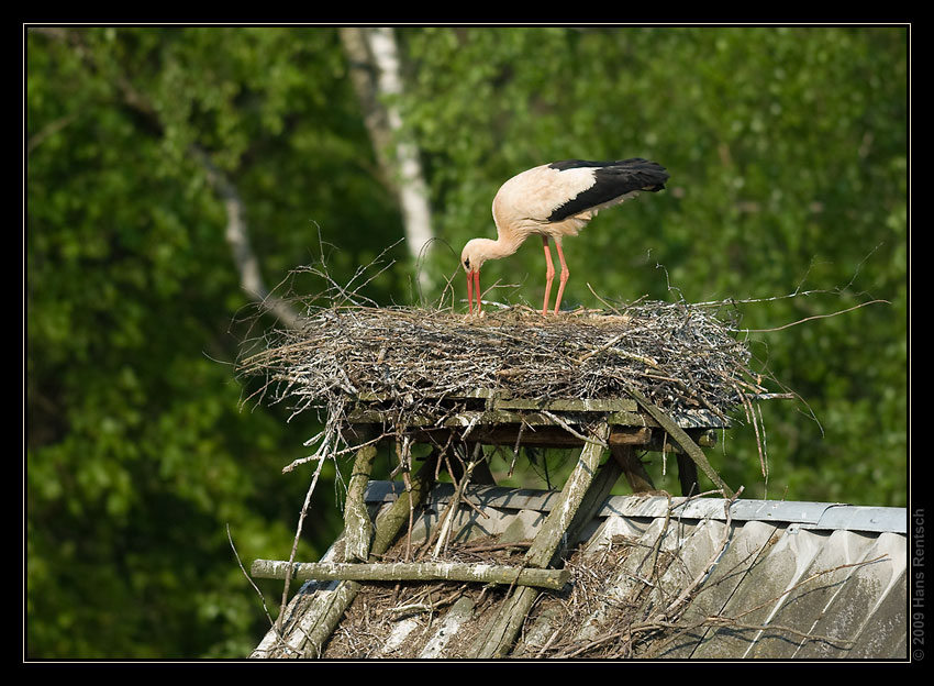 Storch