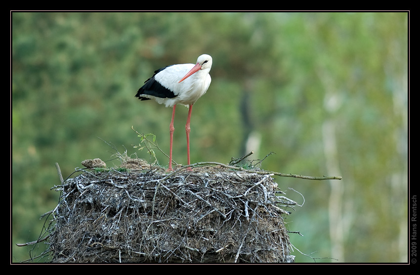 Storch