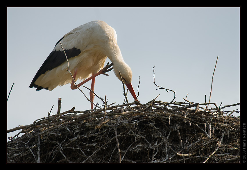 Storch