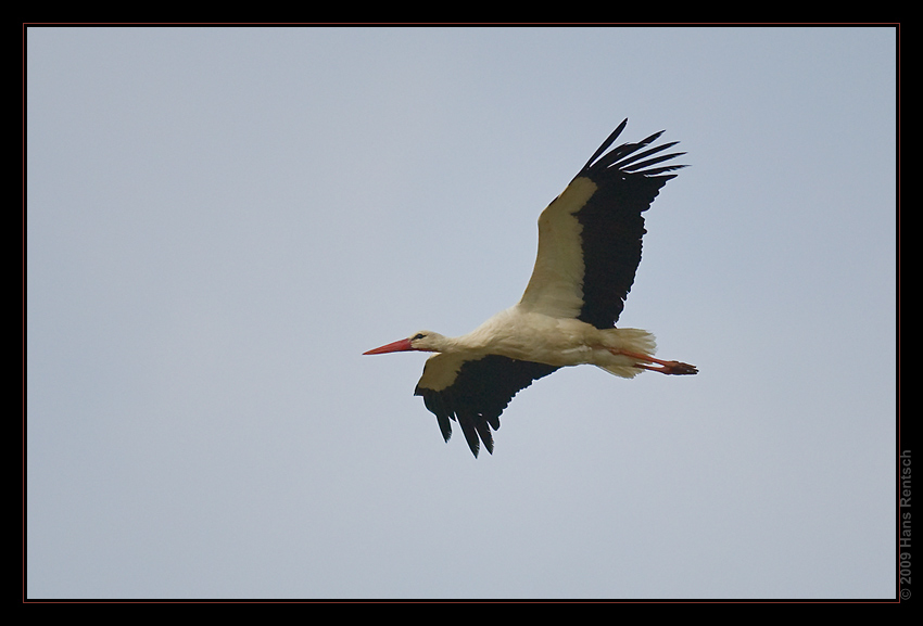 Storch