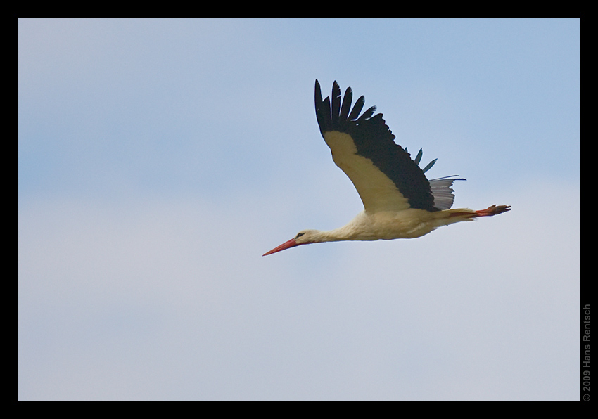 Storch