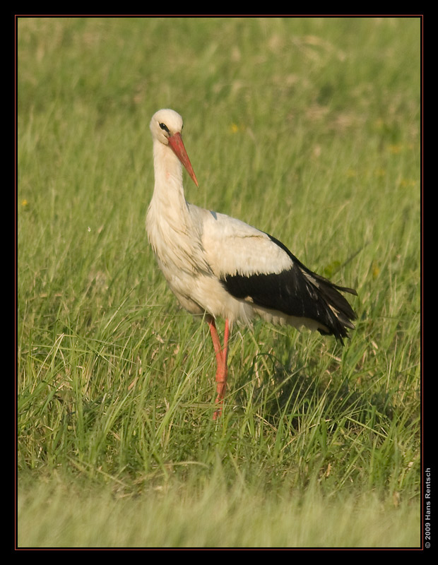 Storch