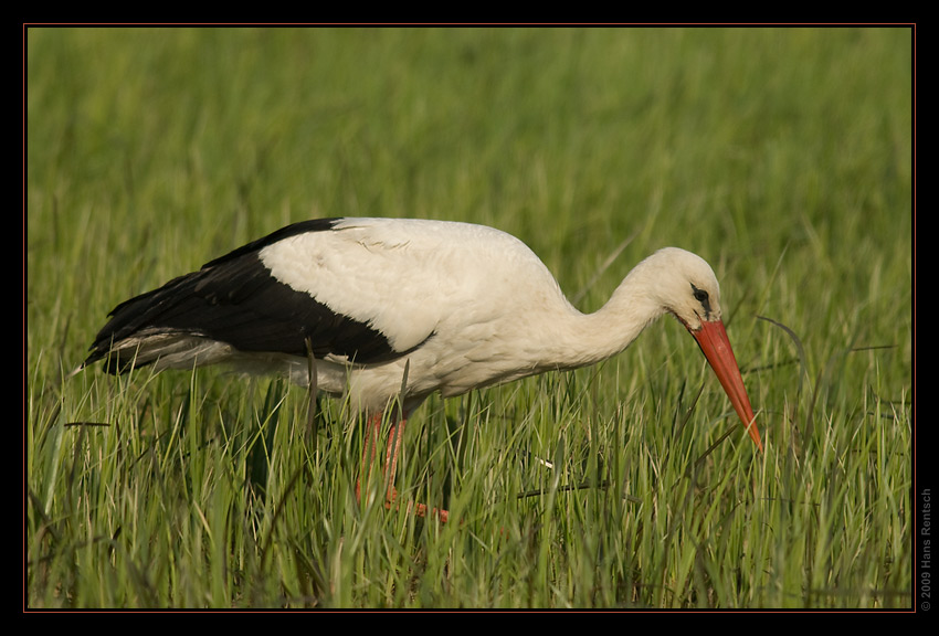 Storch