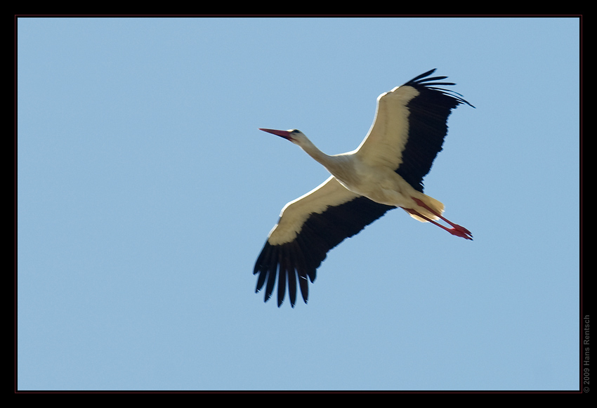 Storch