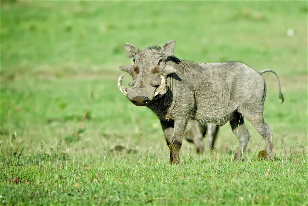 Warzenschwein