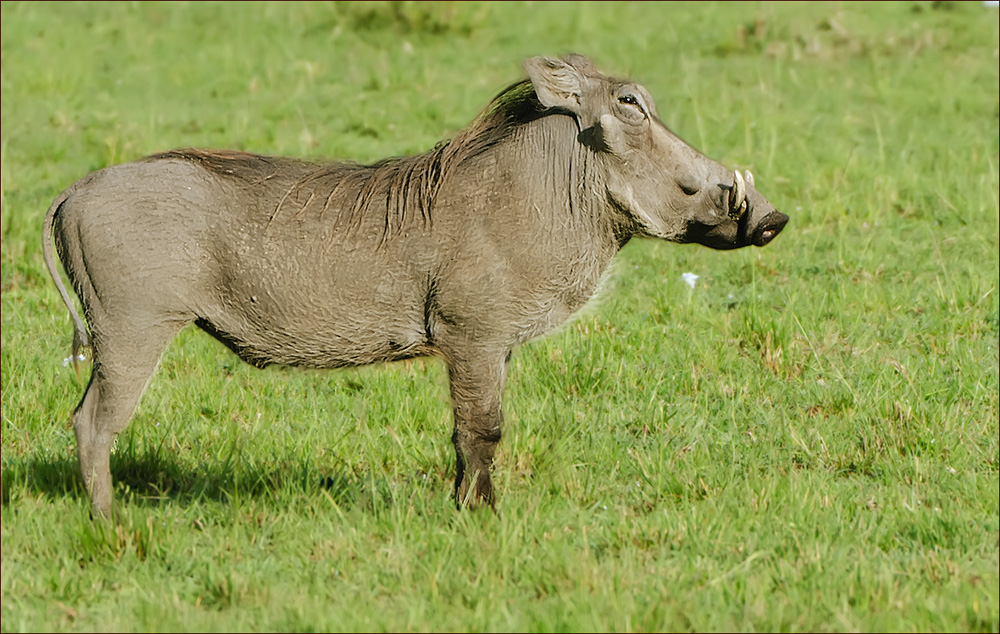 Warzenschwein