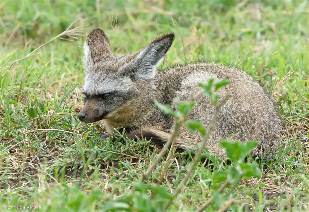 Löffelhund