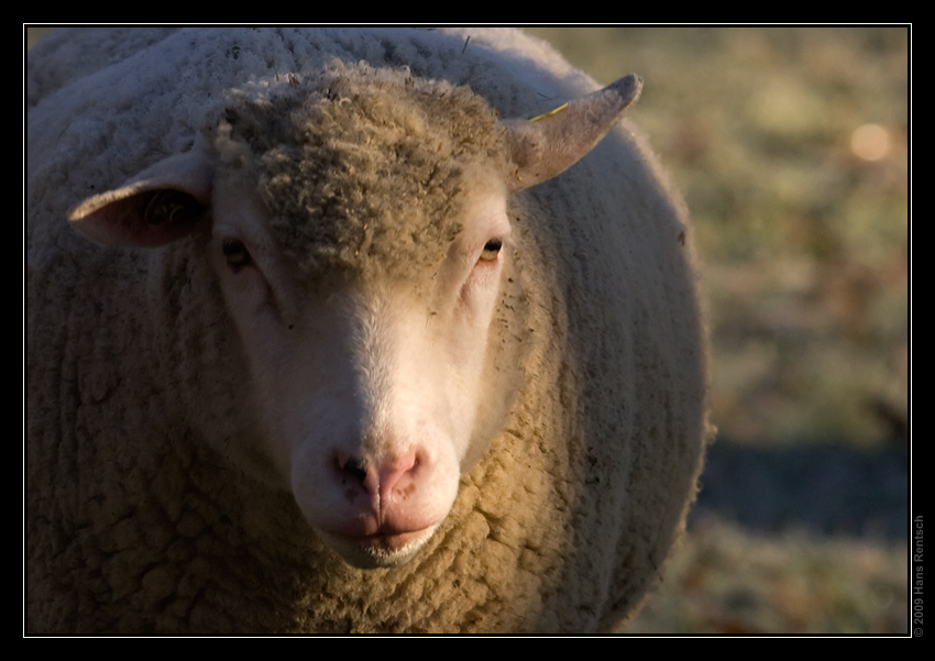 Schafportrait in der Morgensonne