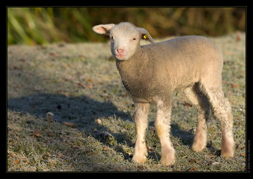 Lamm in der Morgensonne