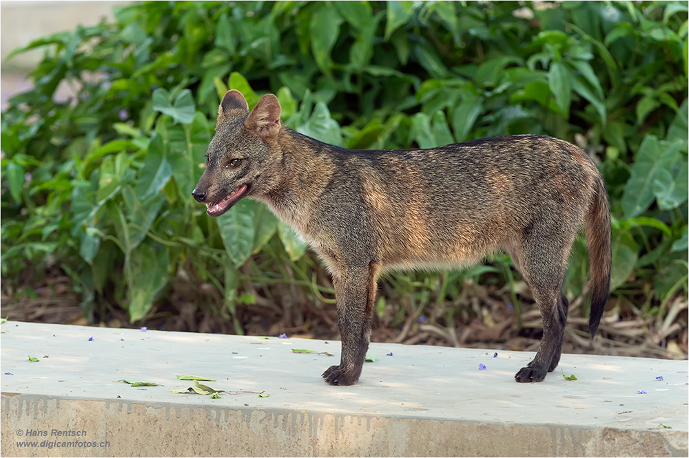 Brasilianischer Fuchs