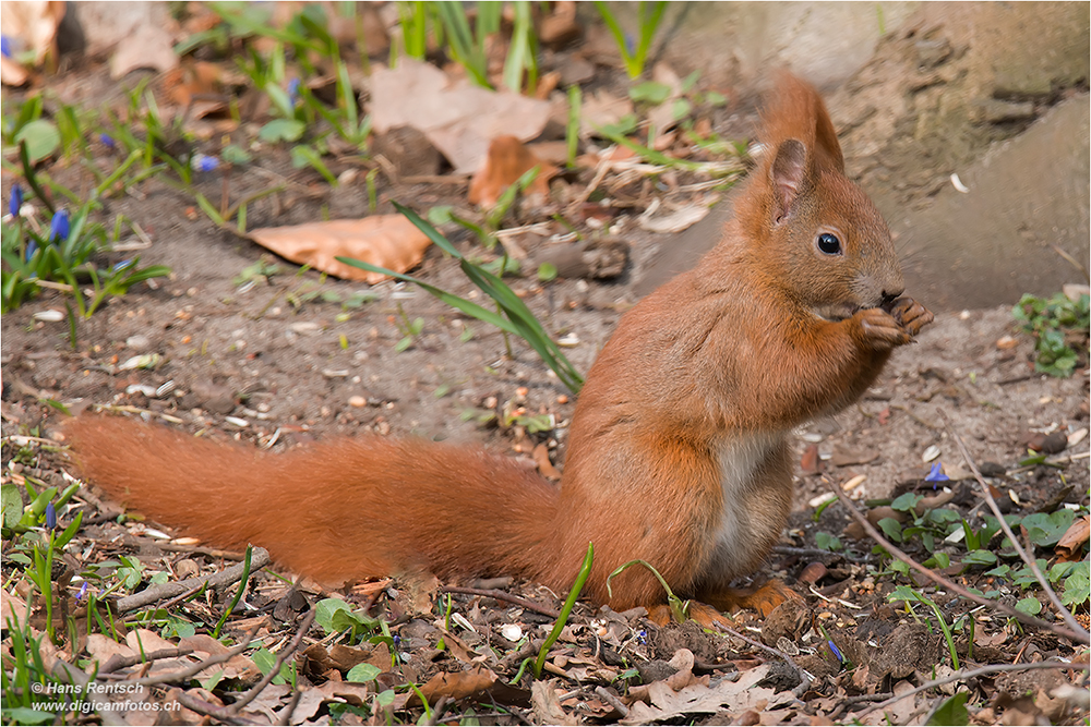 Eichhörnchen