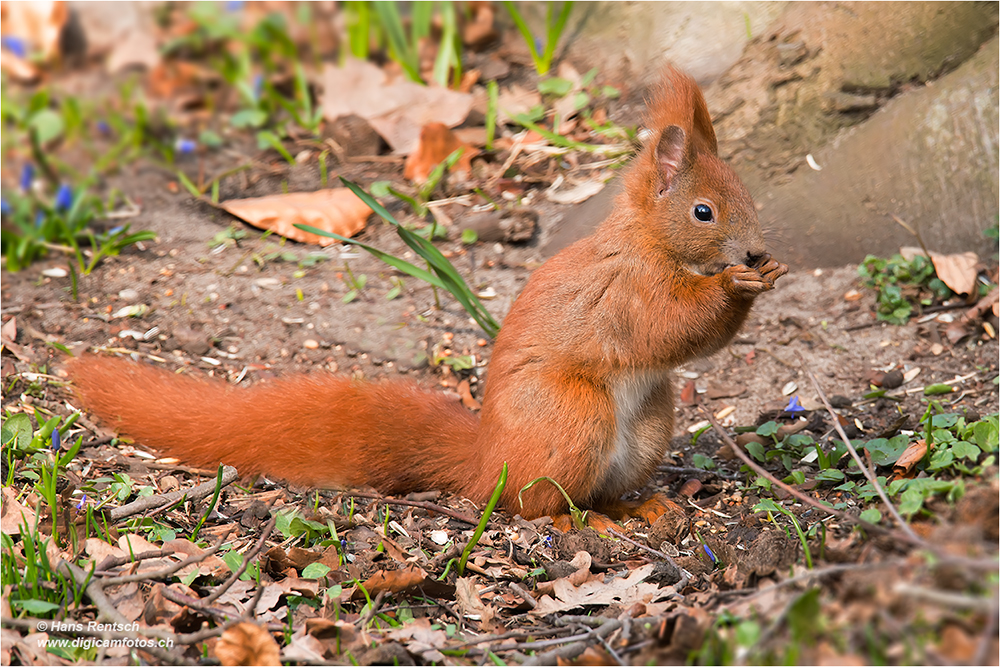 Eichhörnchen