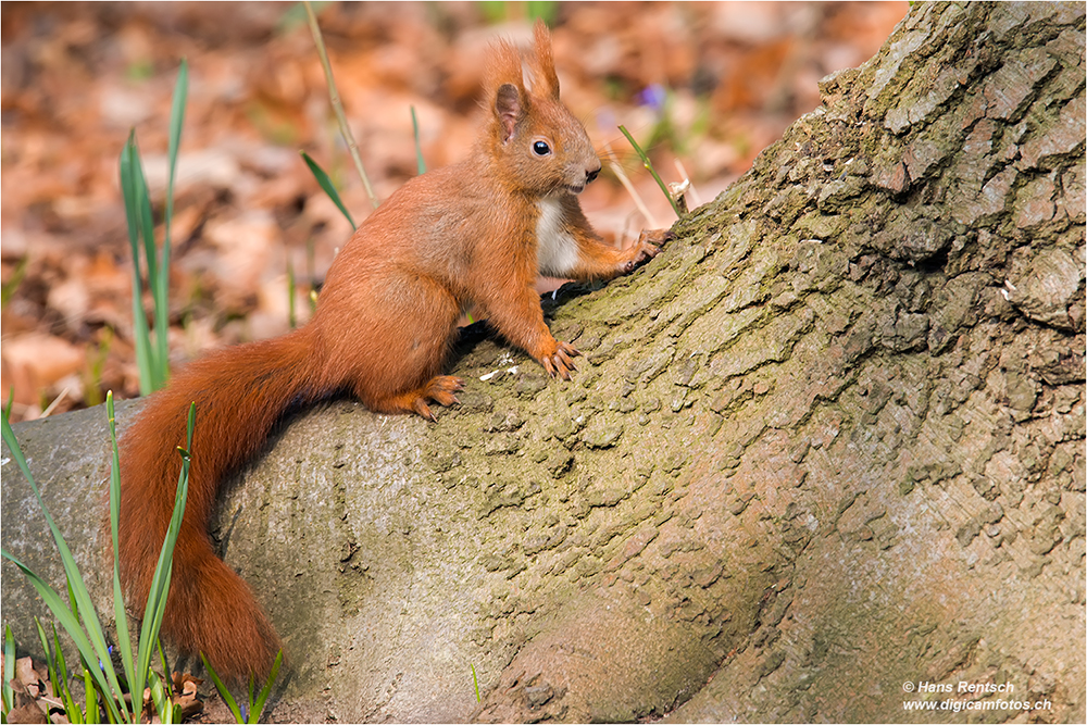 Eichhörnchen