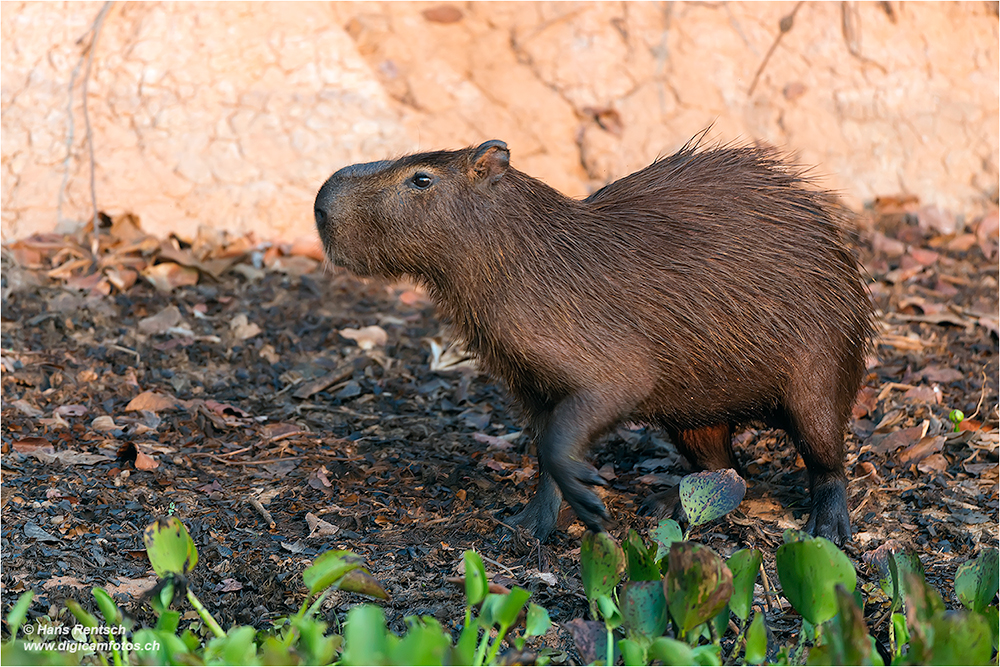 Wasserschwein