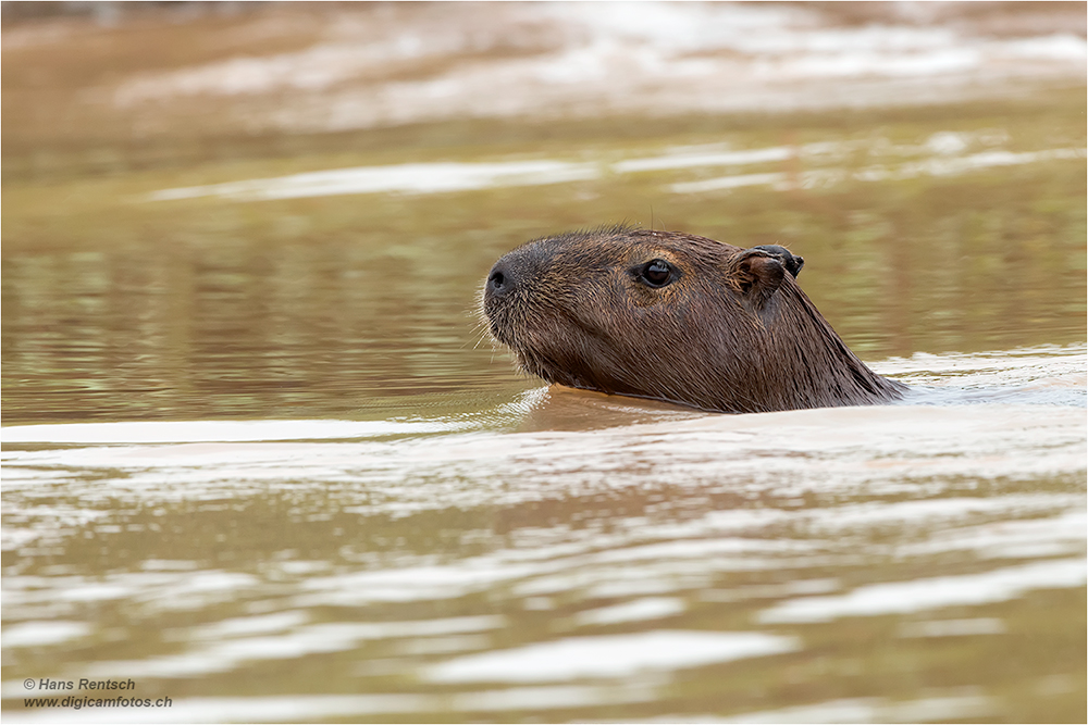 Wasserschwein